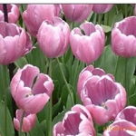 沭陽縣新河鎮綠友花卉園藝場 一站式農作物種子經營服務，百合、女貞、獼猴桃種子精選供應