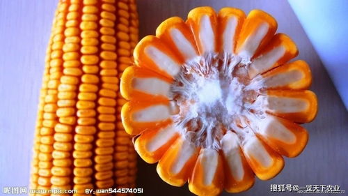 緊急提醒 2021年購買玉米種子需謹(jǐn)慎，這些品種已被禁止推廣銷售